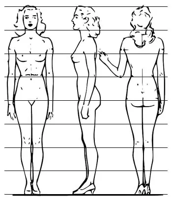 proportions of the female body