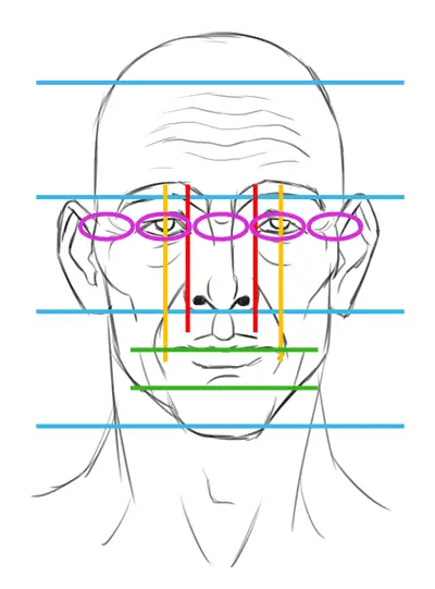 basic facial proportions