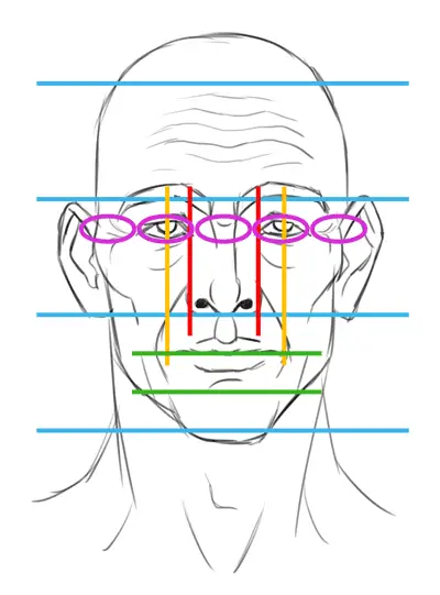 proportions of the face