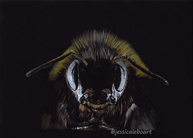 bee drawing on black paper by Jessica Lebo