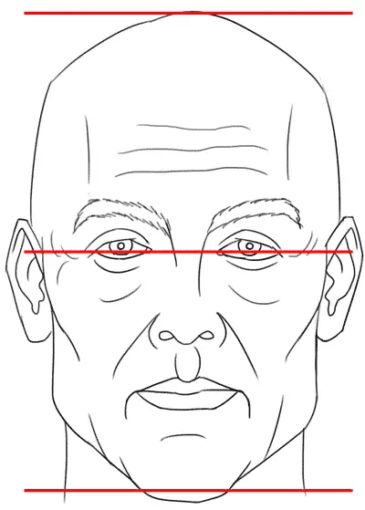 proportions of the face, eyes in center of head