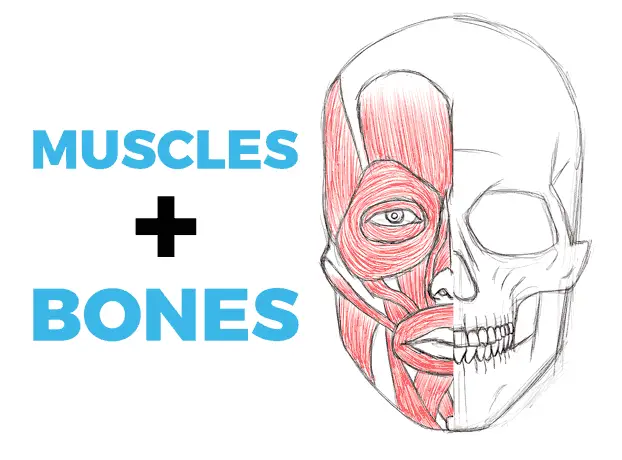 drawing anatomy of the face (muscles + bones)