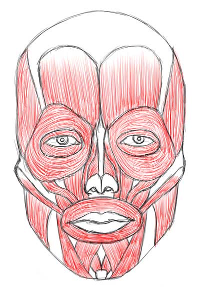 muscles of the face drawing