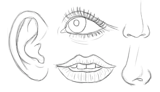 drawing studies of the facial features