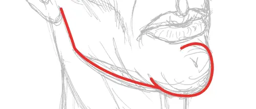 average line of a chin sketch