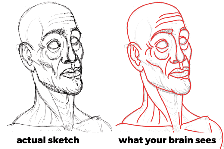a sketch and the average lines your brain sees