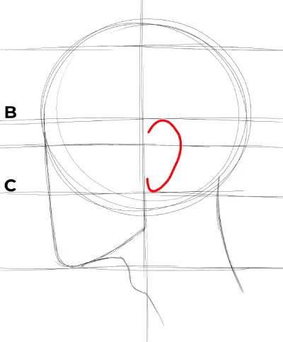 drawing the ear in a side profile