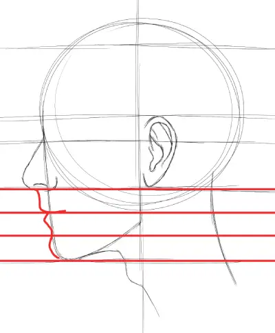 proportions of the lips, side profile